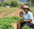agricultura familiar